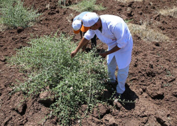 1 Kez Ekilip 200 Yıl Boyunca Hasat Ediliyor