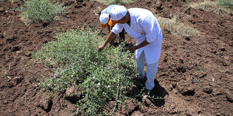 1 Kez Ekilip 200 Yıl Boyunca Hasat Ediliyor