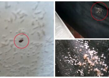 5 yıldızlı otellerde tahtakurusu alarmı: Yumurtaları valizle taşınıyor