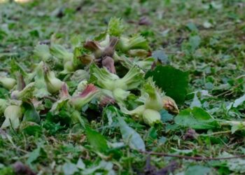 Tekeller karda, üretici zararda