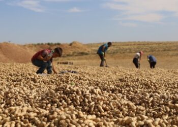 Silopiya’da yer fıstığı üreticisini memnun etmedi