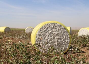 Silopiya’da pamuk hasadı: Çiftçiler dertli