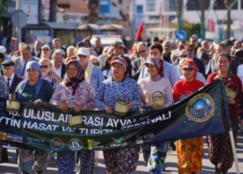 Ayvalık Zeytin Hasat ve Turizm Festivali'ne Geri Sayım