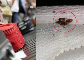 Bavullarınızdaki tehlike; 5 yıldızlı otellerde tahtakurusu alarmı!