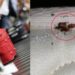 Bavullarınızdaki tehlike; 5 yıldızlı otellerde tahtakurusu alarmı!
