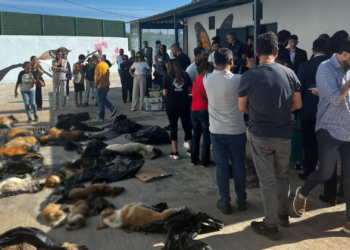 Belediyeye ait rehabilitasyon merkezinin çöpünde, ölü kediler ve köpekler bulundu!