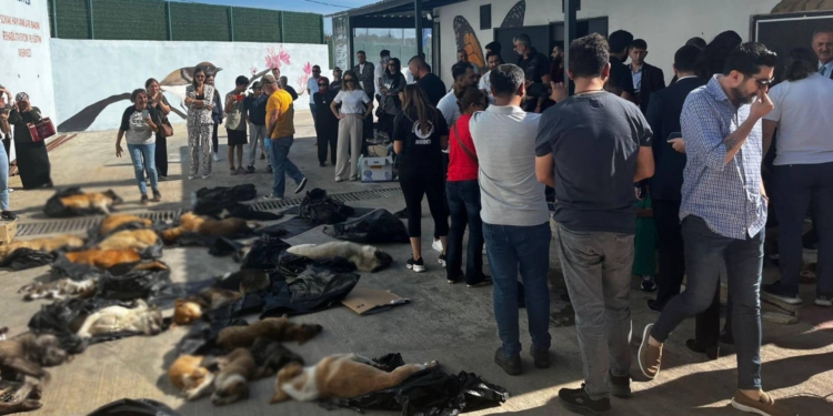 Belediyeye ait rehabilitasyon merkezinin çöpünde, ölü kediler ve köpekler bulundu!