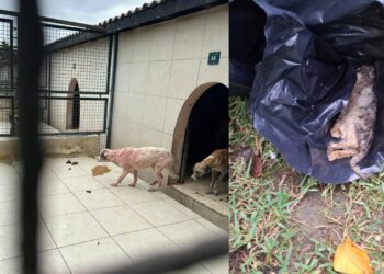 Bir grup, tedavi altındaki hayvanlarımızın görüntülerini izinsiz kayda almış, yanlış izlenim