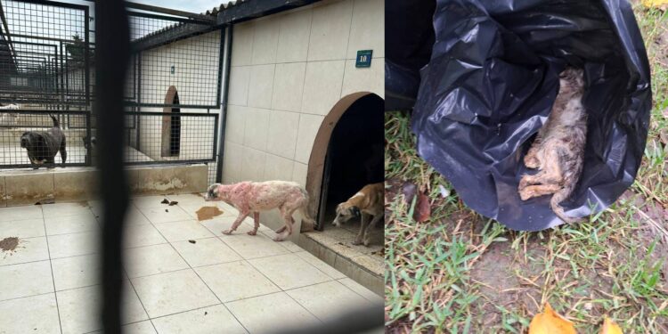 Bir grup, tedavi altındaki hayvanlarımızın görüntülerini izinsiz kayda almış, yanlış izlenim