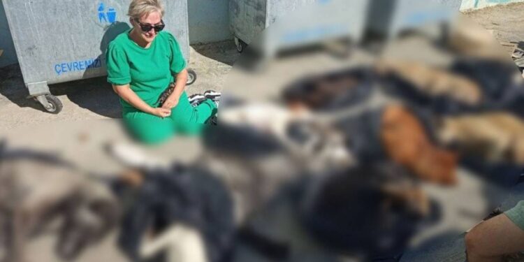 Gebze’de hayvan katliamı: Belediye Başkanı görüntülere rağmen “Sokaklardan cansız toplandılar” dedi