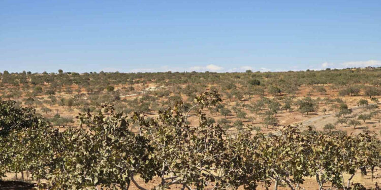 Girişimci Kerim Aydın'dan Ücretsiz Budama Hizmeti