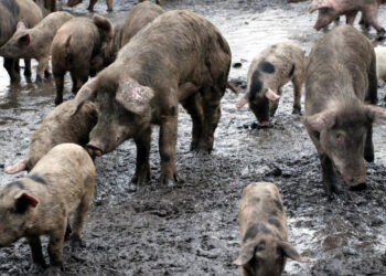 Güney Afrika'da Korkunç Olay! 2 Kadını Öldürüp Cesetlerini Domuzlara Yedirdiler