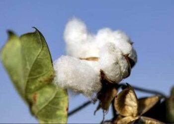 Hatay’ın pamuğu, Türkiye’nin sofrasından eksilmesin!