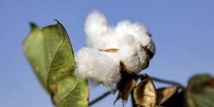 Hatay’ın pamuğu, Türkiye’nin sofrasından eksilmesin!