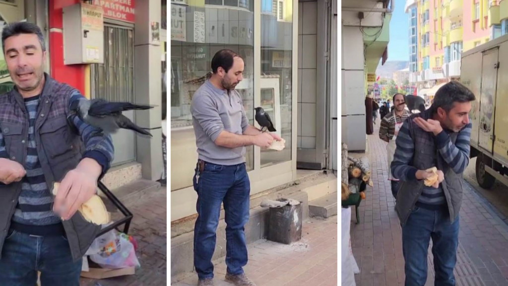 Her Gün Aynı Saatte Geliyor, Giderken Öpücük Atıyor: Karganın Derdi Ne?