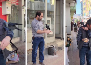 Her Gün Aynı Saatte Geliyor, Giderken Öpücük Atıyor: Karganın Derdi Ne?