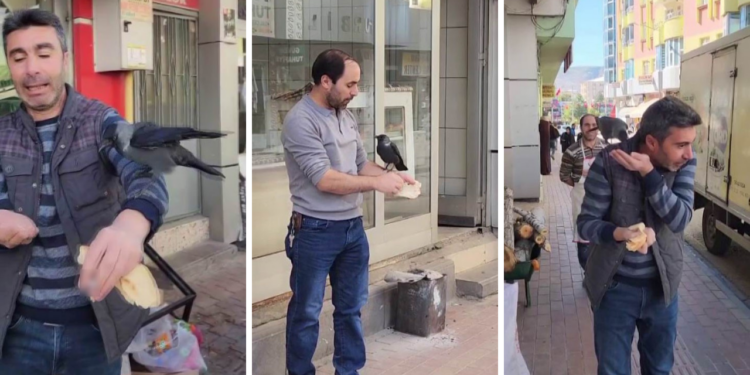 Her Gün Aynı Saatte Geliyor, Giderken Öpücük Atıyor: Karganın Derdi Ne?