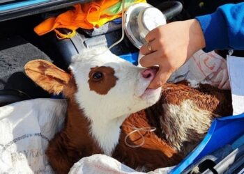 Her köy için bir veteriner teklifi