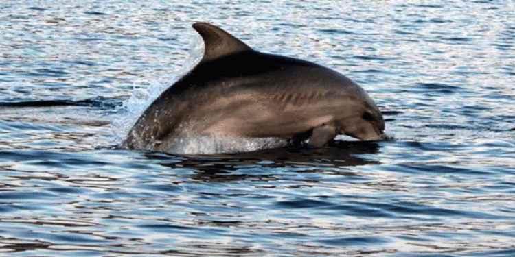 İstanbul Boğazı’ndaki yunuslar açlıktan zayıfladı