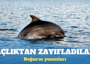 İstanbul Boğazı’nın yunusları açlıktan zayıfladı