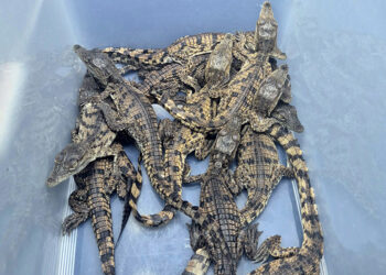 İstanbul’da yolcunun valizinde canlı Nil timsahları ele geçirildi