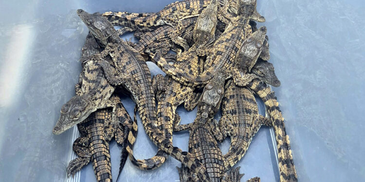 İstanbul’da yolcunun valizinde canlı Nil timsahları ele geçirildi