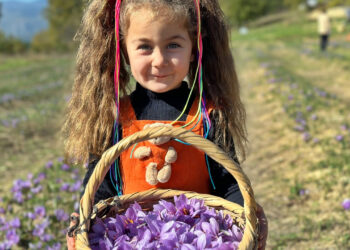İşte Dünyanın En Pahalı Baharatı! Soluğu Tarlada Aldılar