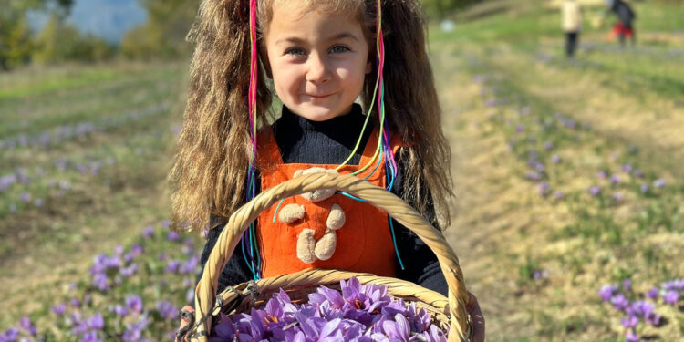 İşte Dünyanın En Pahalı Baharatı! Soluğu Tarlada Aldılar