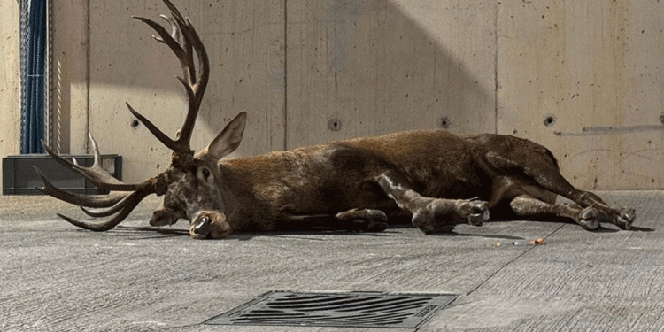 İzmir’de fabrikanın bahçesinde bulunan yaralı geyik tüfekle vurulmuş!