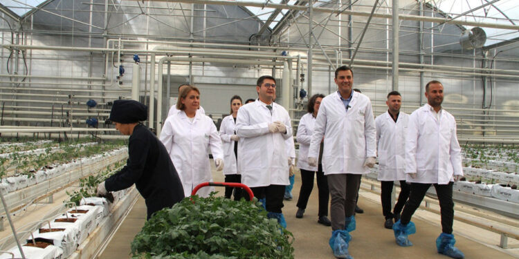 Jeotermal Serada Yeni Ürünler Dikildi