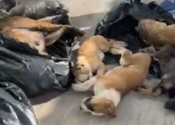 Katliam yasası işliyor: Gebze Belediyesi, kedi ve köpekleri öldürüp çöpe attı