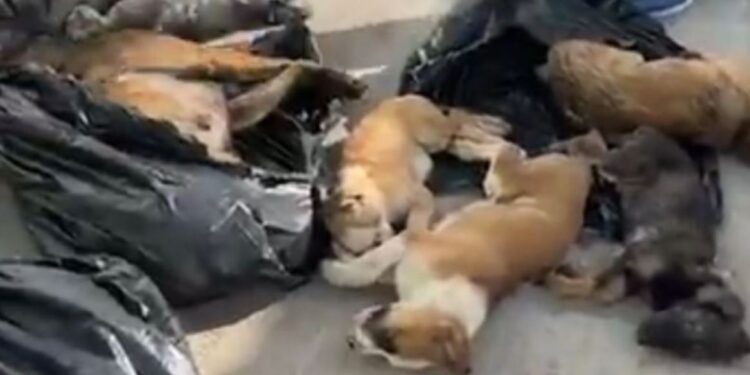 Katliam yasası işliyor: Gebze Belediyesi, kedi ve köpekleri öldürüp çöpe attı