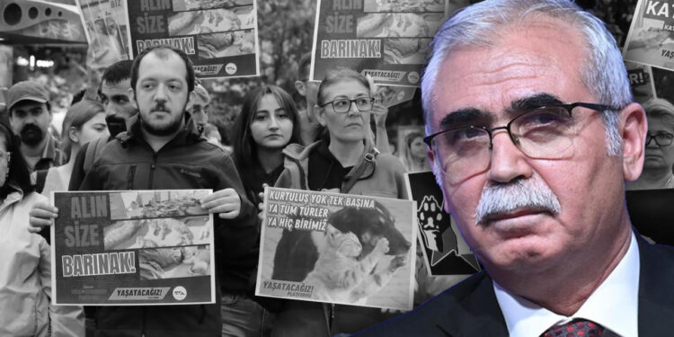 Katliamlara Tepkiler Çığ Gibiydi... AYM Başkanı'ndan 'Sokak Hayvanları' Talimatı!
