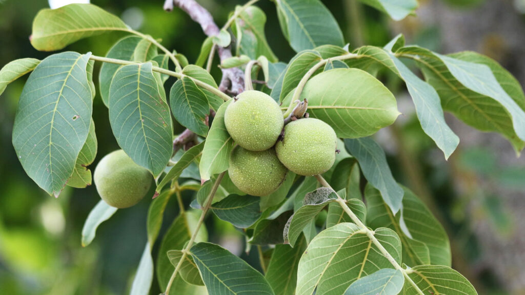 Kilosu 150 TL! Vücudu Magnezyum, Potasyum ve Bakıra Doyuruyor, Kemikleri Çelik Gibi Yapıyor