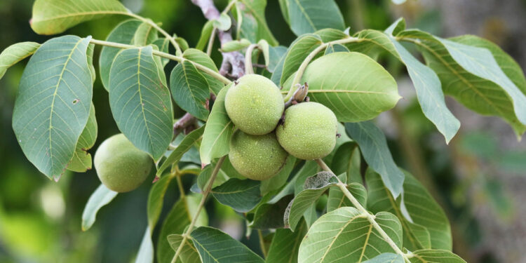 Kilosu 150 TL! Vücudu Magnezyum, Potasyum ve Bakıra Doyuruyor, Kemikleri Çelik Gibi Yapıyor