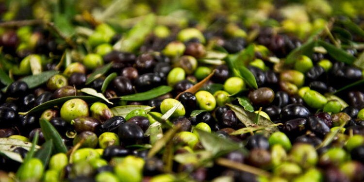 Markette Fiyatı Cep Yakıyor: Zeytinin Üretim Maliyeti Açıklandı