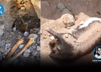 Niğde barınağı çalışanları “köpek katliamını” kabul etti ancak savcı “suçlu” bulamadı: Gözler başsavcıda