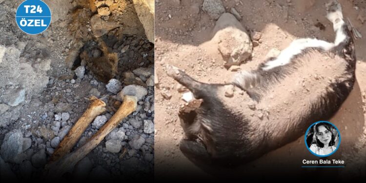 Niğde barınağı çalışanları “köpek katliamını” kabul etti ancak savcı “suçlu” bulamadı: Gözler başsavcıda