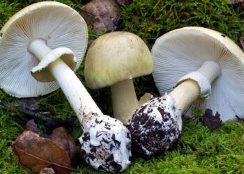 Onlarca Kişi Hastaneye Kaldırıldı! Uzmanından Mantar Zehirlenmesine Karşı Hayati Uyarılar... İşte En Zehirli Mantar Türü