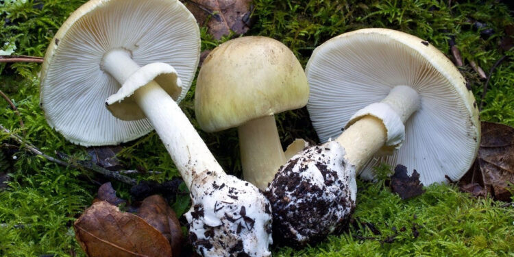 Onlarca Kişi Hastaneye Kaldırıldı! Uzmanından Mantar Zehirlenmesine Karşı Hayati Uyarılar... İşte En Zehirli Mantar Türü