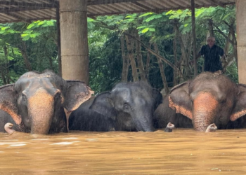 Selde Mahsur Kaldılar! 100 Fil Kurtarıldı