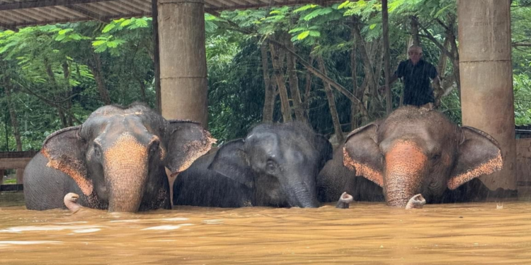 Selde Mahsur Kaldılar! 100 Fil Kurtarıldı