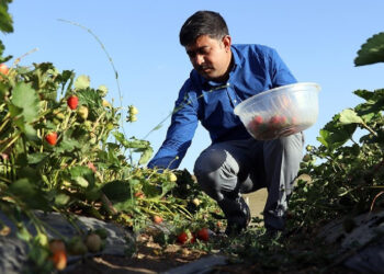 TÜİK, Bitkisel Üretimde Tahminlerini Açıkladı