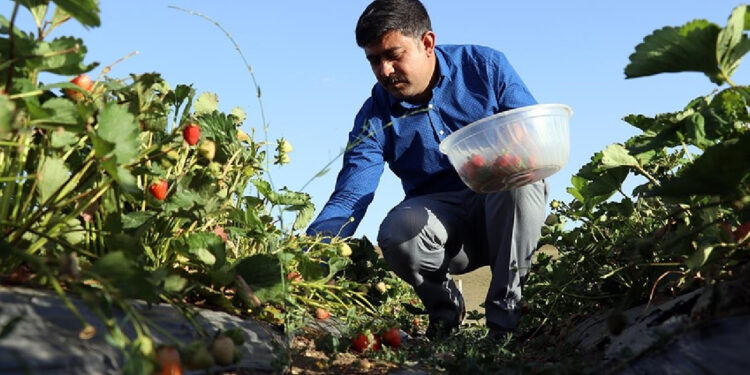 TÜİK, Bitkisel Üretimde Tahminlerini Açıkladı