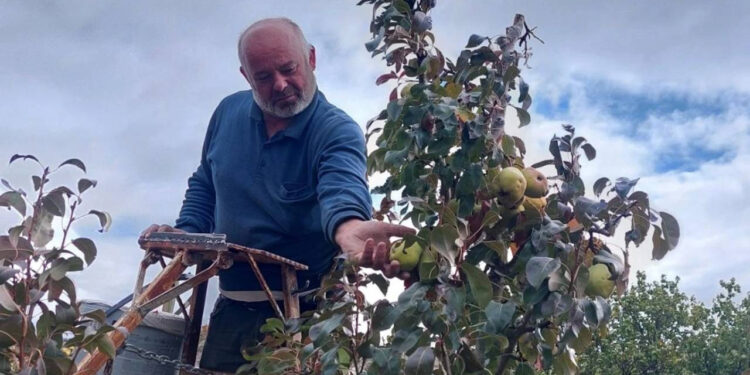 Tansiyonu Düşürüp Kalbi Koruyor: Çorum'da Hasadı Başladı
