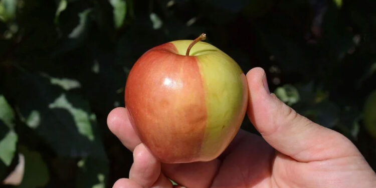 Türkiye'de İlk Kez Yetiştirildi: 2 Renge ve 2 Tada Sahip: Sarı-Kırmızı Elmayı Görenler Hayrete Düştü