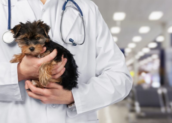 Veteriner hekimleri darp ederek sokak hayvanlarını koruyamazsınız, hukuki yollara başvuracağız