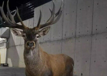 Yaralı Bulunan Kızıl Geyikle İlgili Bakan Yumaklı’dan Açıklama