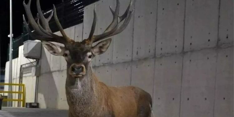 Yaralı Bulunan Kızıl Geyikle İlgili Bakan Yumaklı’dan Açıklama