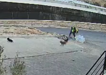 Yavru köpeği parke taşıyla öldüren şüpheli gözaltına alındı